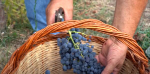 vigne-cilento